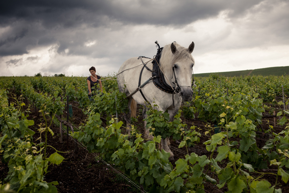 Auf dem Familienbetrieb wird der biodynamische Weinbau leise aber stetig vorangetrieben.